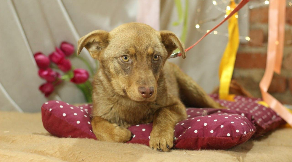 Chiens à adopter